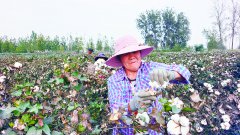 戈段村百亩棉花喜丰收
