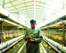 邱集胡庙：听着鸭叫 